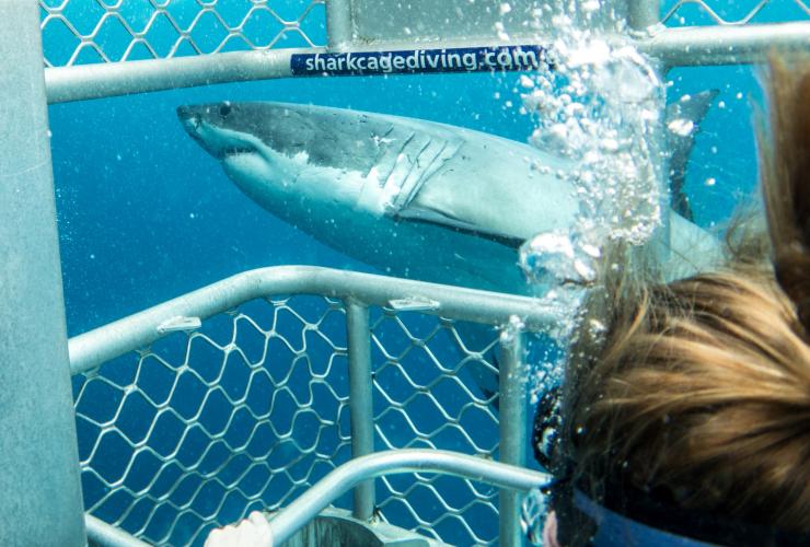 南オーストラリア州、ネプチューン島、カリプソ・ベイ・チャーターズ、シャーク・ダイビング © Tourism Australia