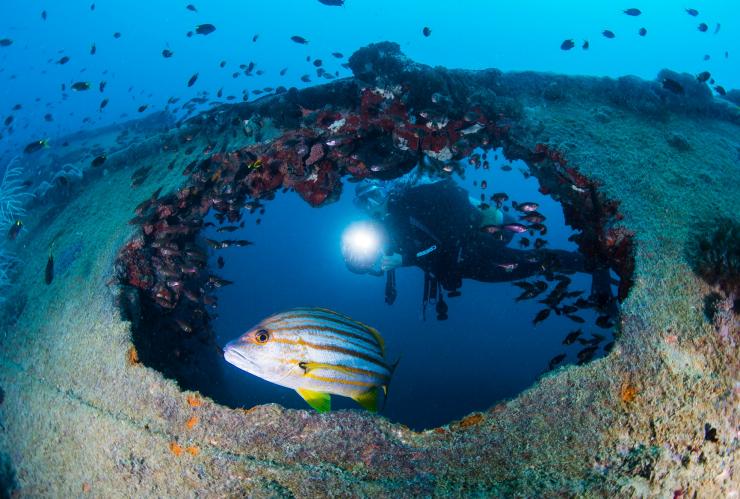 クイーンズランド州、グレート・バリア・リーフ、ヨンガラ難破船 © Tourism and Events Queensland/Scuba Diver Life