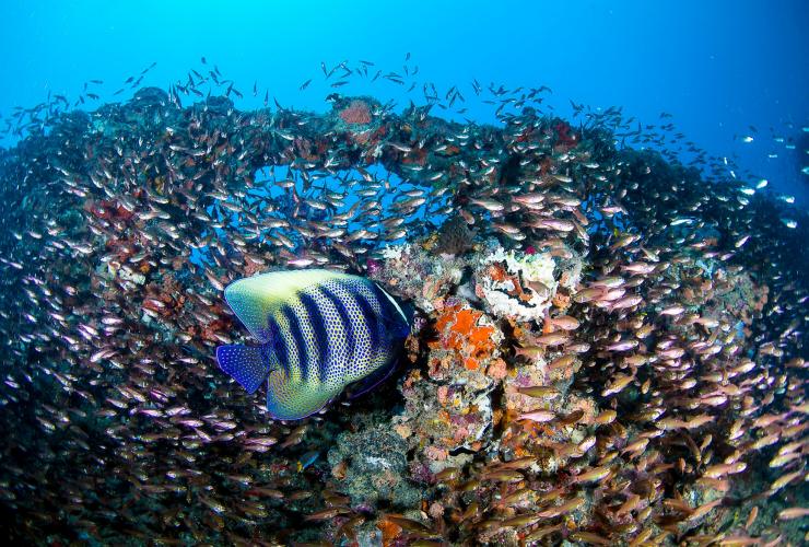 クイーンズランド州、グレート・バリア・リーフ、ヨンガラ難破船 © Tourism and Events Queensland/Scuba Diver Life