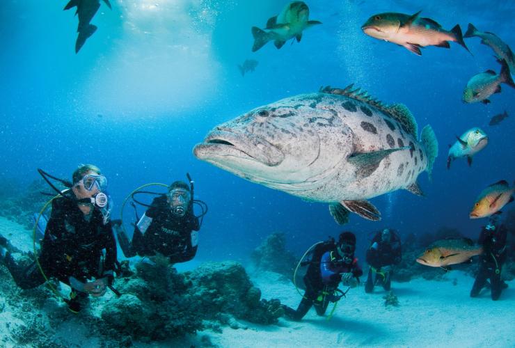 クイーンズランド州、グレート・バリア・リーフ、カスリハタ（ポテトコッド）© Darren Jew/Tourism and Events Queensland