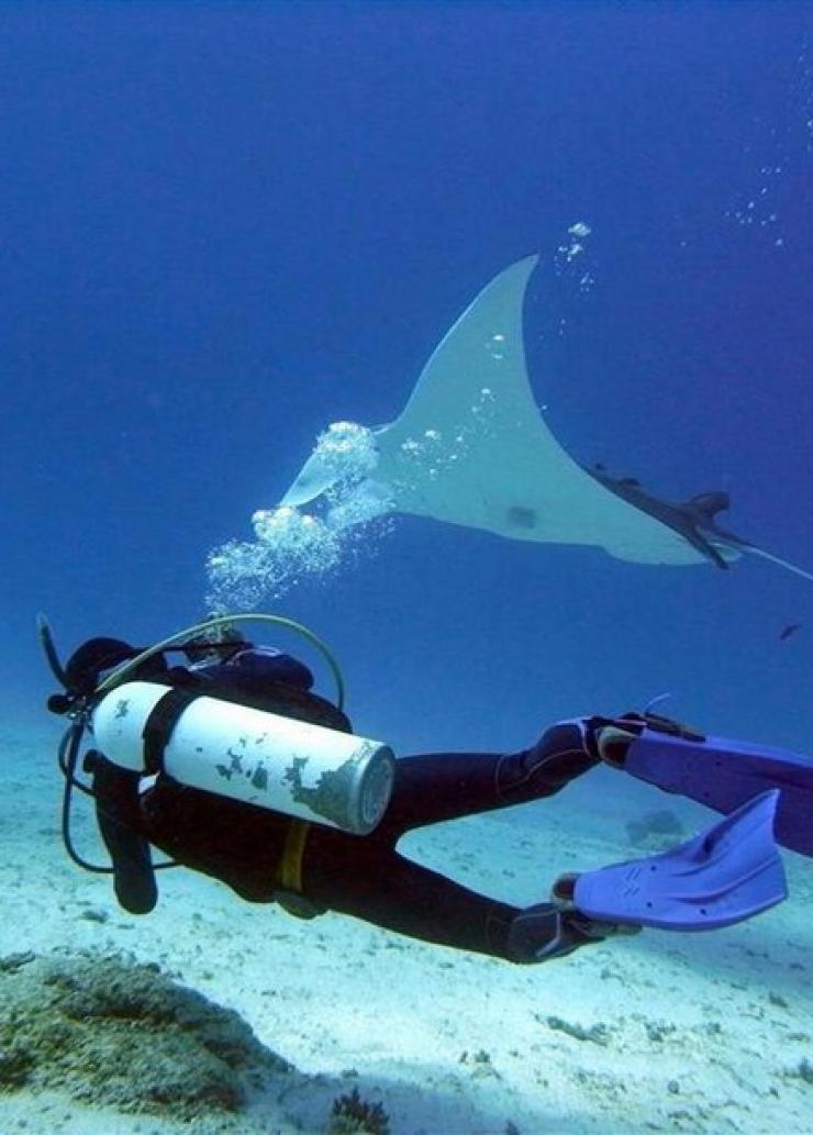 クイーンズランド州、レディー・エリオット・アイランド・エコリゾート © Lady Elliot Island Eco Resort