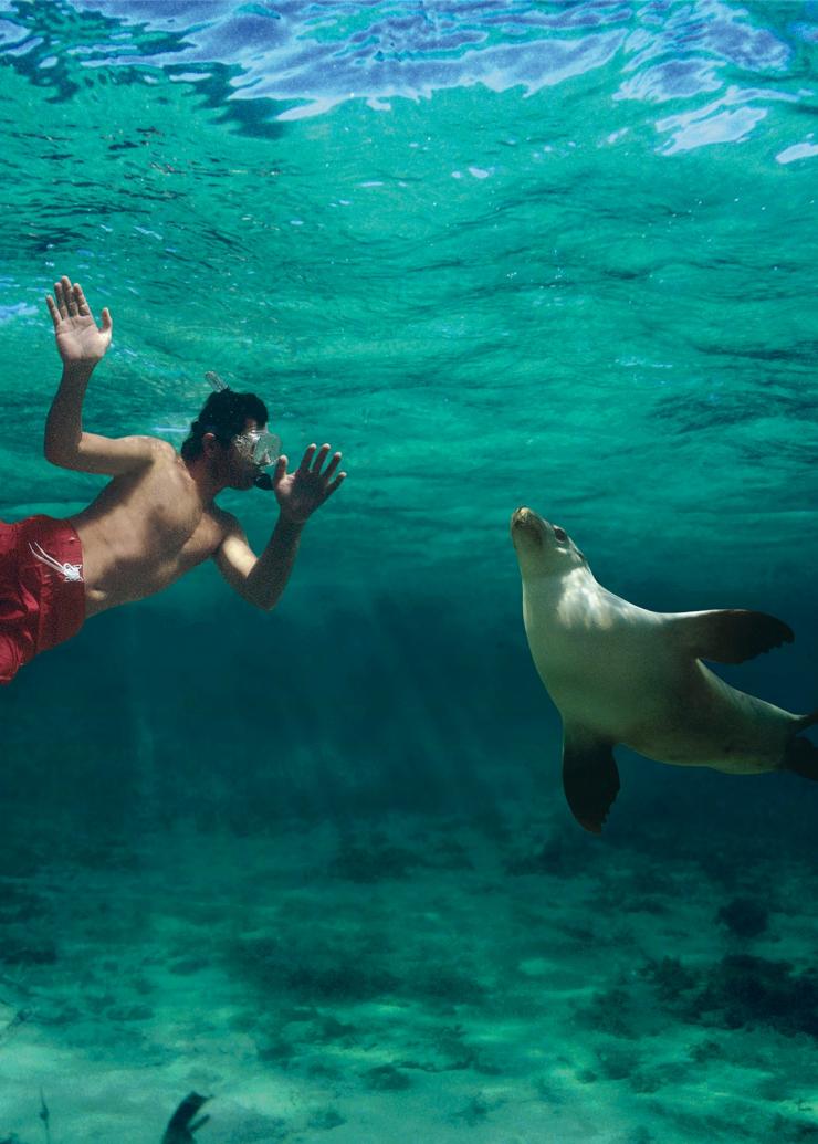 南オーストラリア州、エア半島、ベアード・ベイ、アシカ © South Australian Tourism Commission/Caroline Fisher