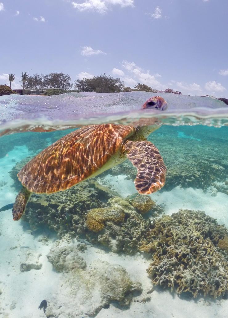 クイーンズランド州、グレート・バリア・リーフ、レディー・エリオット島 © Tourism and Events Queensland