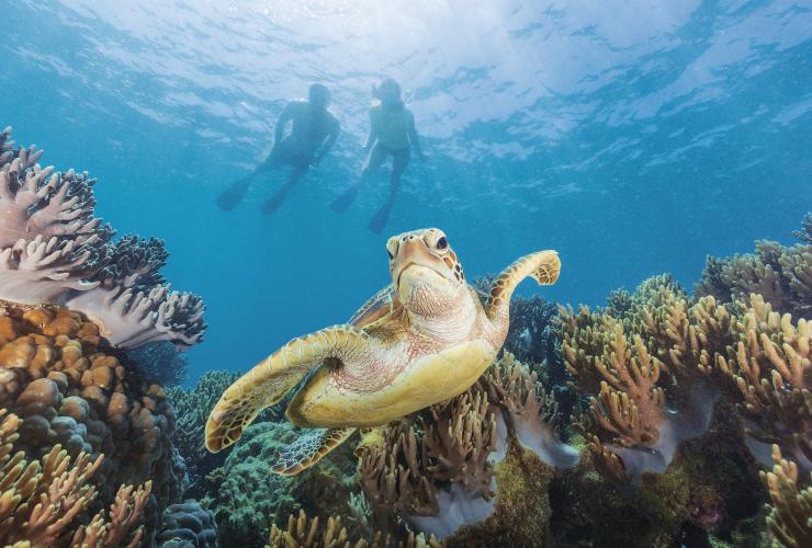 クイーンズランド州、ミコマス・ケイを泳ぐウミガメ © Tourism and Events Queensland