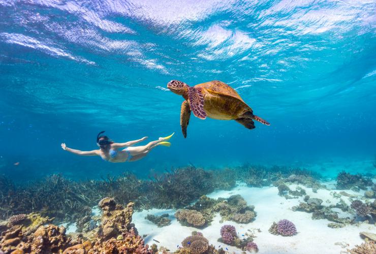 西オーストラリア州、ニンガルーリーフ、アオウミガメ © Tourism Western Australia