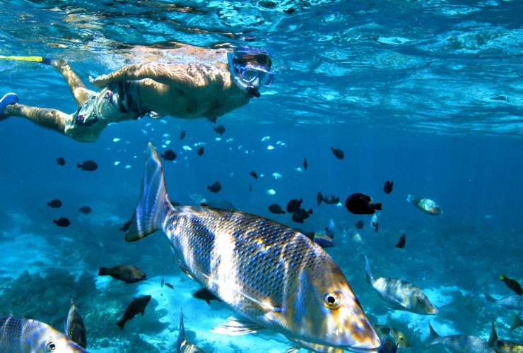 西オーストラリア州、ニンガルー海洋公園、コーラル・ベイ © Australia's Coral Coast