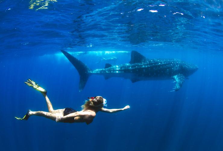 西オーストラリア州、エクスマウス、ニンガルー、ジンベエザメ © Violeta Jahnel Brosig/Blue Media Exmouth