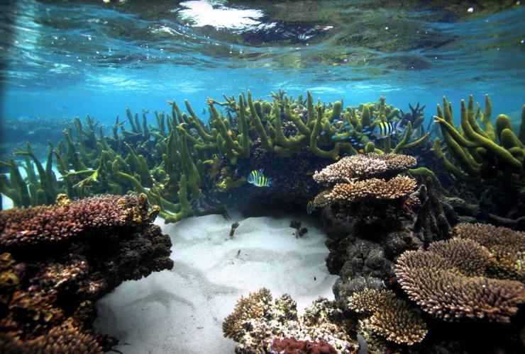西オーストラリア州、ニンガルー海洋公園、コーラル・ベイ © Australia's Coral Coast