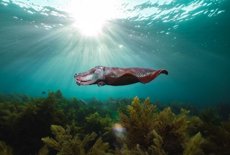 南オーストラリア州、エア半島、ストーニー・ポイント © Victoria Kronsell