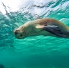 南オーストラリア州、エア半島、ベアード・ベイ、アシカと一緒に泳ぐ © South Australian Tourism Commission