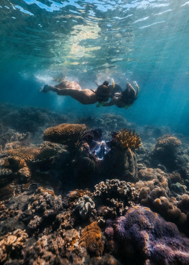 クイーンズランド州、ロウ・アイルズ、リーフ・スプリンター © Tourism and Events Queensland