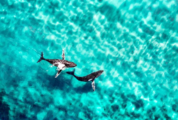 ニュー・サウス・ウェールズ州、バイロン・ベイ © Tourism Australia