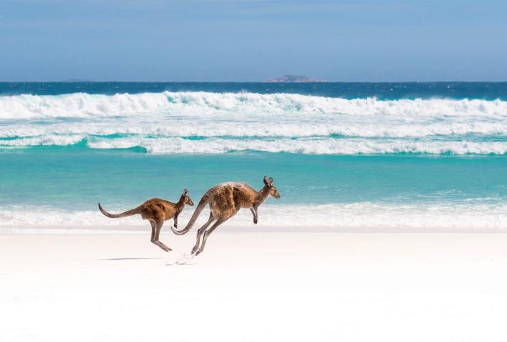西オーストラリア州、ケープ・ル・グラン国立公園、ラッキー・ベイ © Tourism Australia