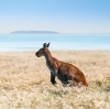 西オーストラリア州、エスペランス、ラッキー・ベイの海沿いに広がる草地に立つカンガルー © Tourism Western Australia