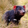 タスマニア州、クレイドル・マウンテン国立公園、草原のタスマニアン・デビル © Tourism Tasmania