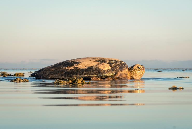 クイーンズランド州、ヘロン島、ウミガメ © James Vodicka