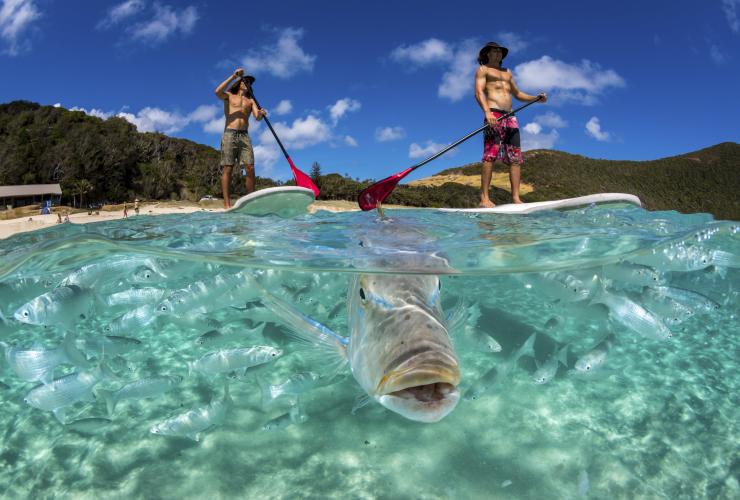 ニュー・サウス・ウェールズ州、ロード・ハウ島、ネッズ・ビーチ © Destination NSW