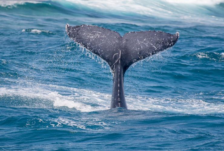 西オーストラリア州、ニンガルーリーフ、ライブ・ニンガルー © Live Ningaloo & Chris Jansen