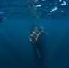 ニンガルーリーフでジンベエザメと遊泳 © Tourism Western Australia