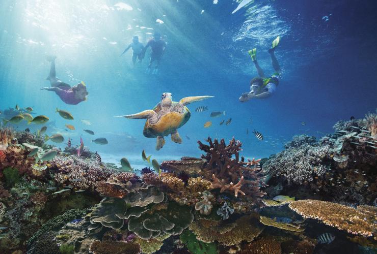 クイーンズランド州、グレート・バリア・リーフ、ウミガメ © Tourism Australia