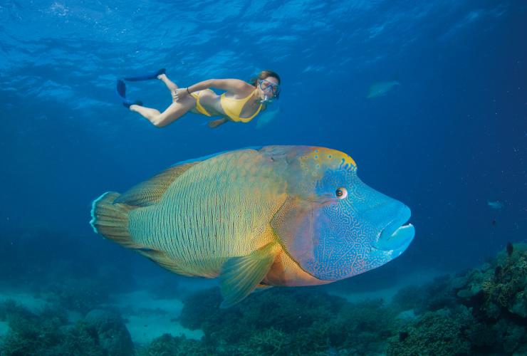 クイーンズランド州、グレート・バリア・リーフ、エイジンコート・リーフ、タートル・ベイ、ナポレオンフィッシュ © Tourism and Events Queensland