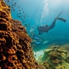 クイーンズランド州、ヘロン島、グレート・バリア・リーフ © Paul Giggle, Tourism and Events Queensland