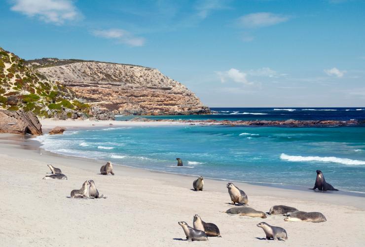 南オーストラリア州、カンガルー島、シール・ベイ自然保護公園 © South Australian Tourism Commission