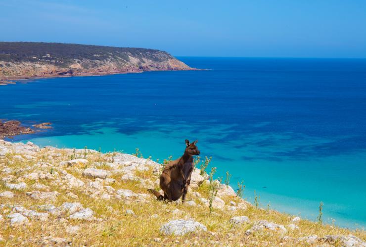 南オーストラリア州、カンガルー島、ストークス・ベイ © South Australian Tourism Commission