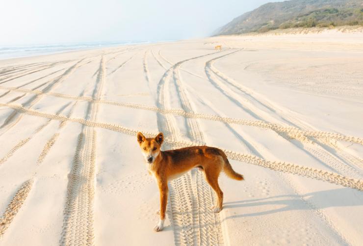 クイーンズランド州、ガリ © Tourism and Events Queensland