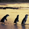 リトル・ペンギン、ビクトリア州、フィリップ島自然公園 © Phillip Island Nature Park