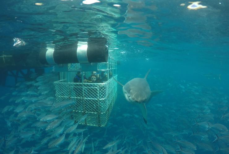 南オーストラリア州、エア半島、ネプチューン島海洋公園 © Calypso Star Charters