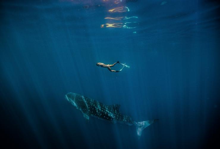 西オーストラリア州、ニンガルー海洋公園、ジンベエザメ © Tourism Western Australia