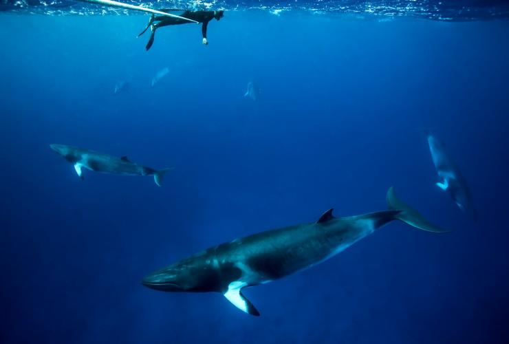 クイーンズランド州、ボミー灯台、ドワーフミンククジラ © Tourism and Events Queensland