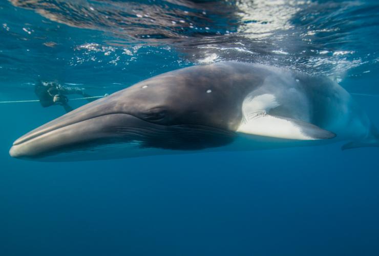 クイーンズランド州、ケアンズ、マイク・ボール・ダイブ・エクスペディション、ミンククジラ © Mike Ball Dive Expeditions
