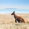 西オーストラリア州、エスペランス、ラッキー・ベイの海沿いに広がる草地に立つカンガルー © Tourism Western Australia