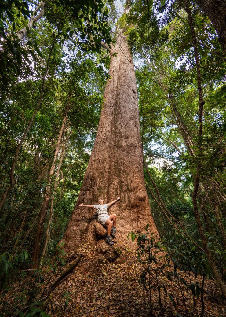 クイーンズランド州、ガリ、バレー・オブ・ザ・ジャイアンツ © Tourism and Events Queensland