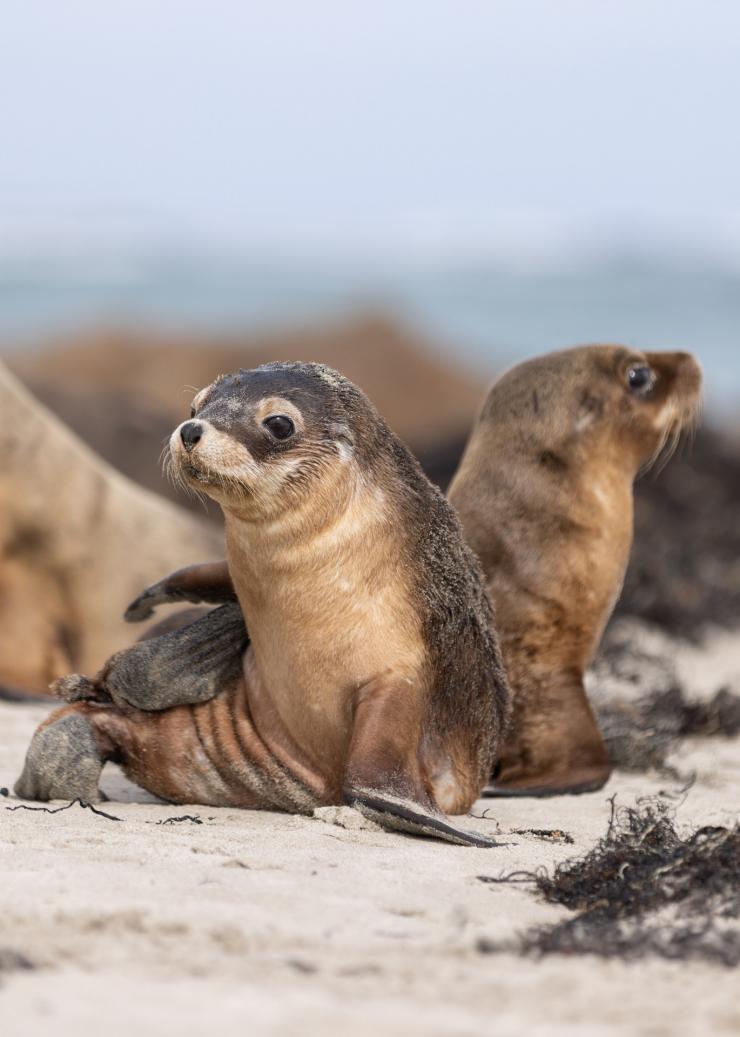 南オーストラリア州、カンガルー島、シール・ベイ自然保護公園 © Kangaroo Island Tourism Alliance