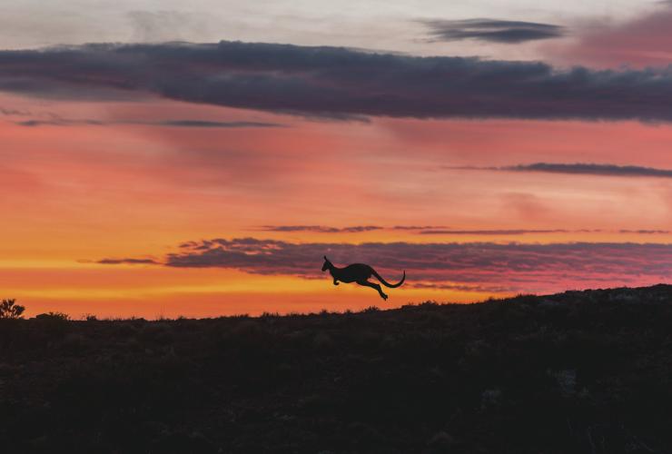 南オーストラリア州、フリンダース山脈、アルカバ・コンサバシー © South Australian Tourism Commission
