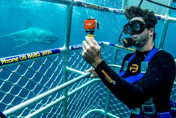 南オーストラリア州、ネプチューン島、カリプソ・ダイブ・チャーター、シャーク・ダイビング © Tourism Australia