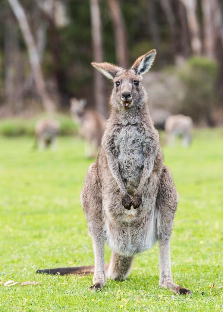 ビクトリア州、グランピアンズ、カンガルー © Rob Blackburn Photography