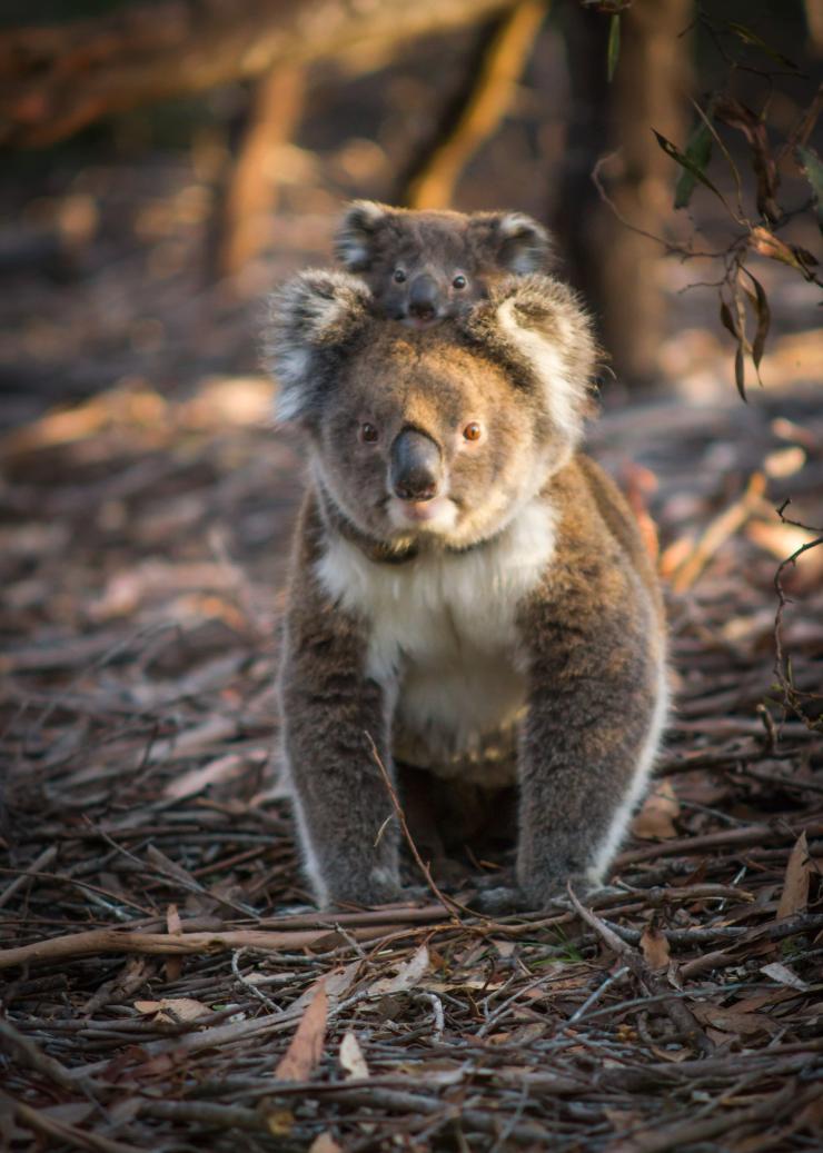 南オーストラリア州、カンガルー島、フリンダース・チェイス国立公園、コアラ © Sam Morgan