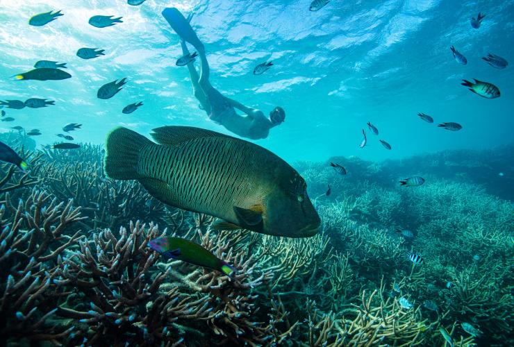 クイーンズランド州、グレート・バリア・リーフ、ナポレオンフィッシュとのシュノーケリング © Tourism and Events Queensland