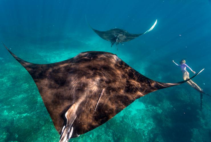 西オーストラリア州、ニンガルーリーフ、マンタと泳ぐ © Tourism Western Australia