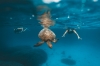 ニュー・サウス・ウェールズ州、ジャービス・ベイ、ダイブ・ジャービス・ベイ、ザトウクジラ © Dive Jervis Bay