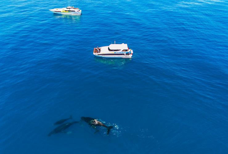 西オーストラリア州、パース、ホエールウォッチング © Tourism Western Australia