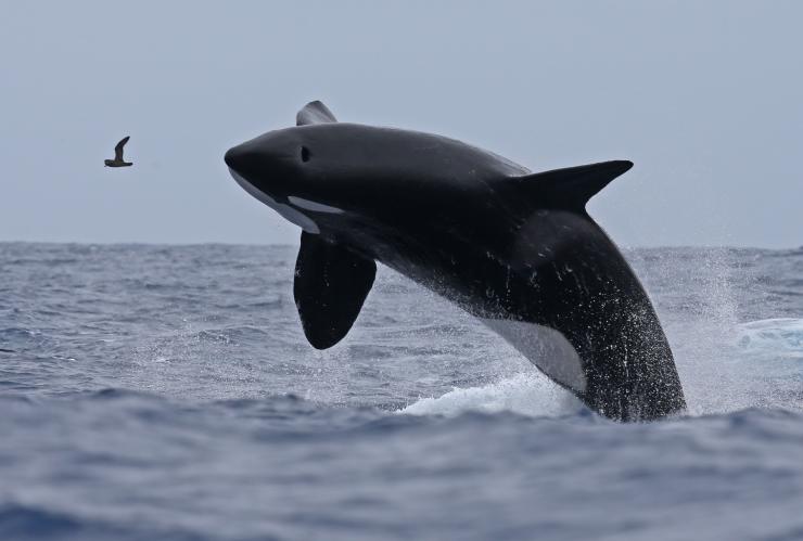 西オーストラリア州、ブレマー・キャニオン、ナチュラリステ・チャーターズ、シャチ © Naturaliste Charters
