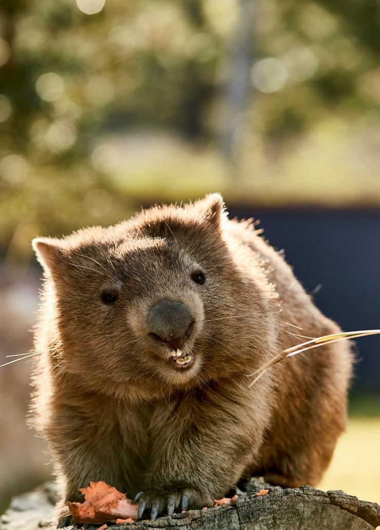 ニュー・サウス・ウェールズ州、ヘレンズバラ、シンビオ・ワイルドライフ・パーク © Destination NSW