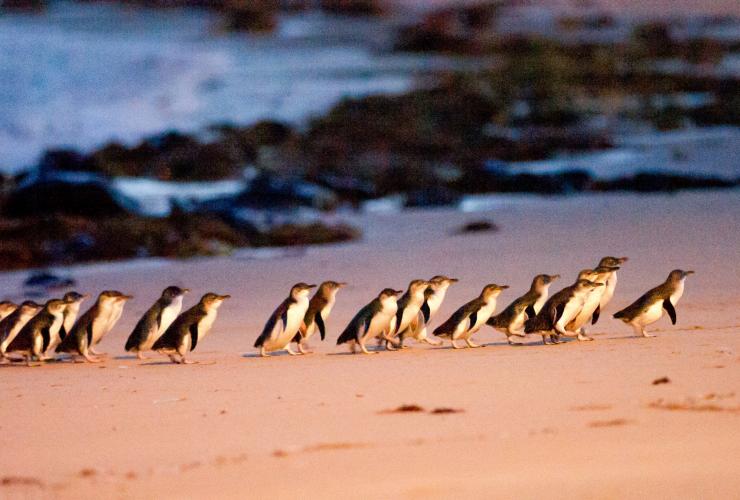 ビクトリア州、フィリップ島、ペンギンの行進 © Tourism Australia