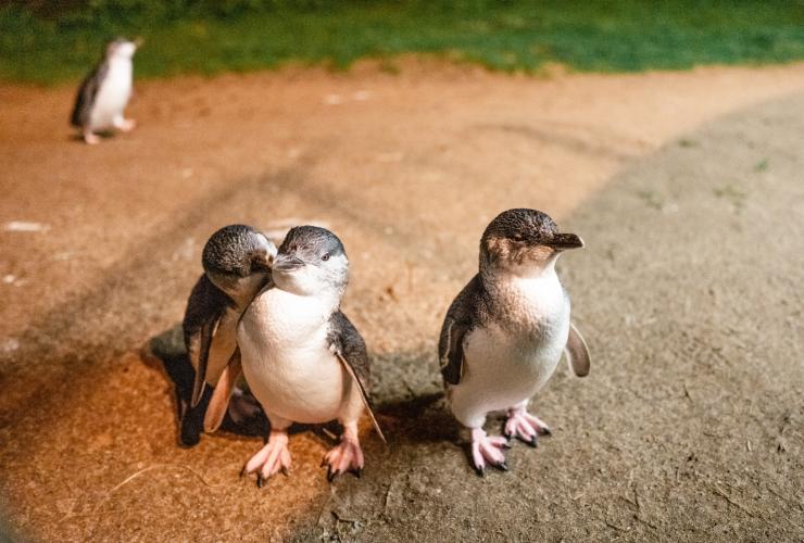 ビクトリア州、フィリップ島、ペンギンの行進 © Visit Victoria