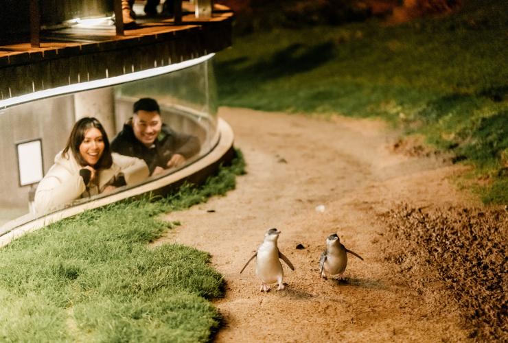 ビクトリア州、フィリップ島、ペンギンの行進 © Visit Victoria